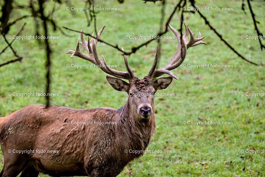 Hirsch_ 03.11.2024-8 | 03.11.2024, Windischgarsten, AUT, Tiere im Bild Hirsch, Rothirsch, Wildtier, Waldbewohner Der Rothirsch (Cervus elaphus) ist eine Art der Echten Hirsche. In der Jaegersprache spricht man vom Rotwild. Wie bei den meisten anderen Vertretern der Hirsche bildet nur das maennliche Tier jaehrlich ein Geweih aus. Im mitteleuropaeischen Raum ist der Rothirsch eines der groeßten freilebenden Wildtiere und kommt hier fast nur noch in Waldbiotopen vor. Urspruenglich war er Bewohner offener und halboffener Landschaften. Rothirsche sind in mehreren Unterarten in Eurasien verbreitet. Quelle: Wikipedia