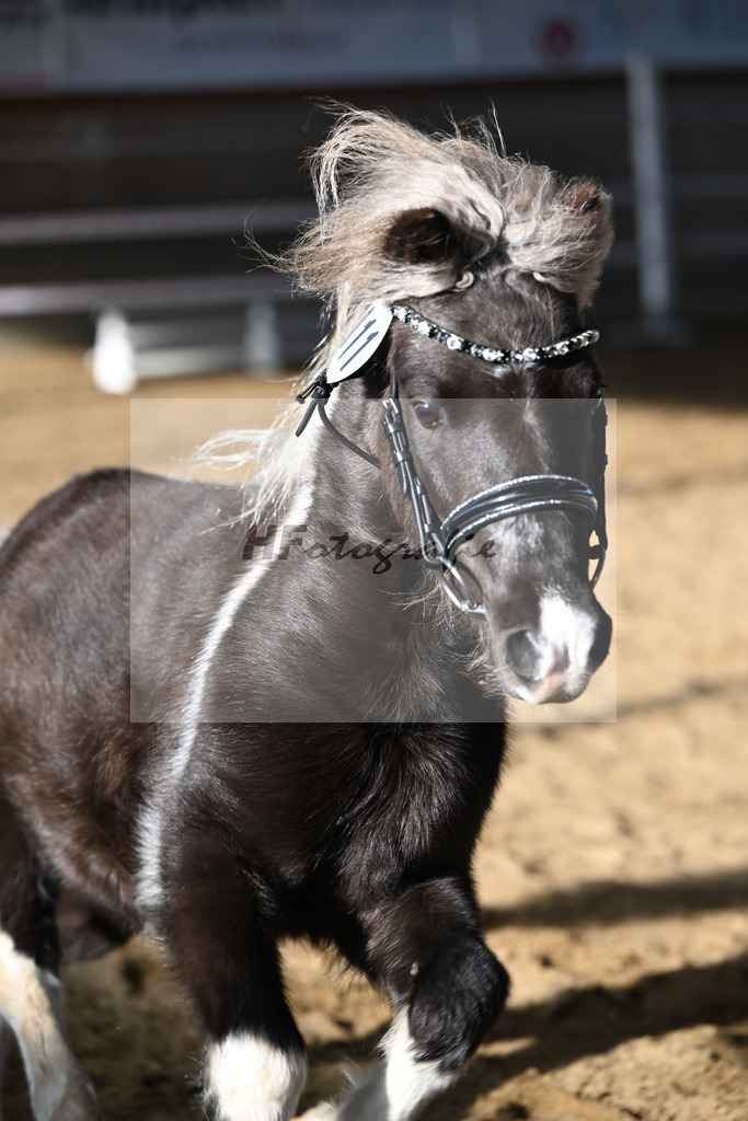 Kat-Nr. 11 SDH Bowies Painted Silver v. Rose Dancing Toreador_Gossing_49250425 | hf-fotografie - Realisiert mit Pictrs.com