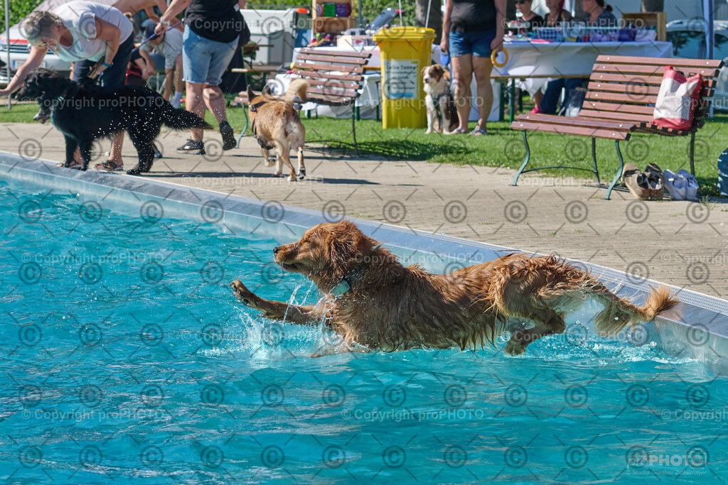 148_202509_4Hundebadetag_NZ9_2602 | proPHOTO - Realisiert mit Pictrs.com