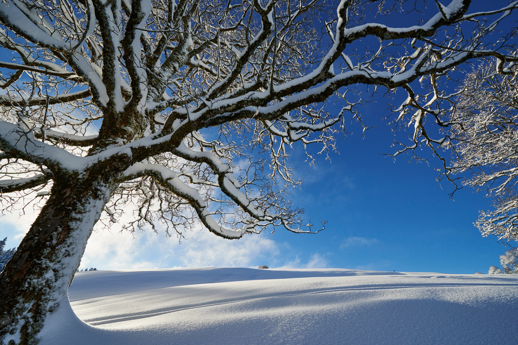 Winterlandschaft am Boedele | Dornbirn, Austria - January 17, 2015: Winterlandschaft am Boedele. - Realisiert mit Pictrs.com