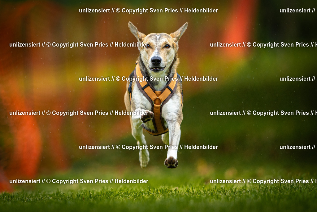 Sven Pries | 2025-09-21 - Hunderennen Baden-Oos - Realisiert mit Pictrs.com