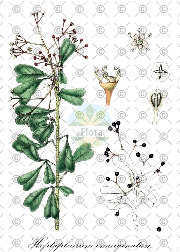HistAbb_EMP_107609_SRC_Schlechtendal_FLORAD_SIMPLE | Historische Abbildung von Heptapleurum emarginatum - Araliaceae | Historical Illustration of Heptapleurum emarginatum - Araliaceae