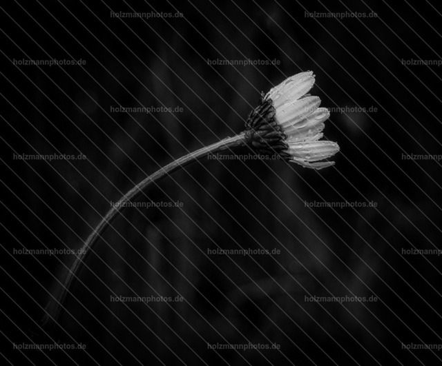 20260515-IMG_5551 | Authentische Fotografie für Menschen, Marken und Räume. Portraits, Editorial, Fine Art und atmosphärische Bildwelten im Werra-Meißner-Kreis, Kassel und Eisenach. Emotion im Fokus.