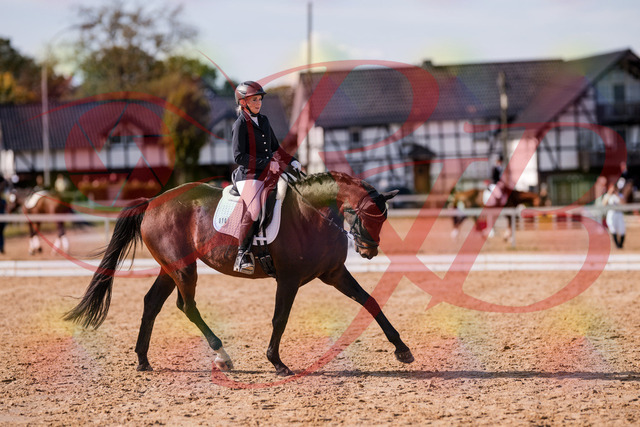 2026_10_03_Siefer-Hof_133826_Z81_96261767 | Professionelle Reitsport-, Turnier- und Eventfotografie von Robert Broda. Galerien mit ausgewählten und bearbeiteten Bildern direkt online ansehen und bestellen.