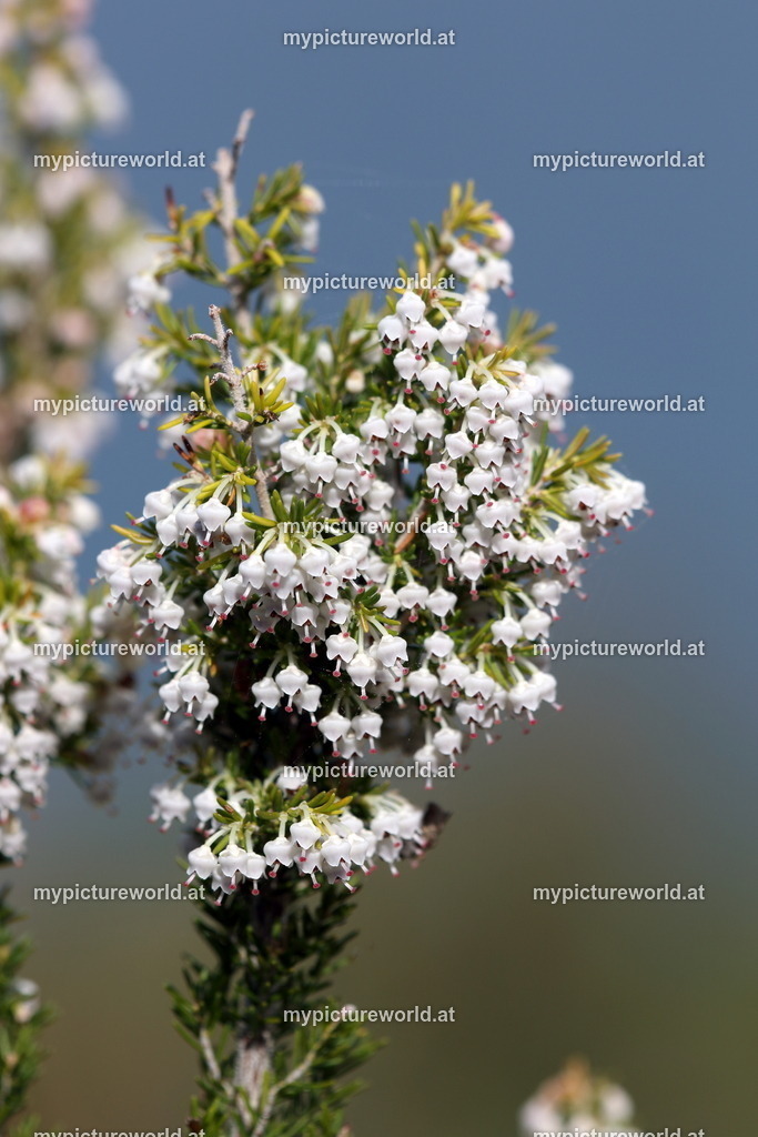Baumheide-004 | Das Bilderarchiv über Tiere, Planzen und Landschaften. In der Bilddatenbank finden Sie ein große Auswahl an hochwertigen Bilder für Ihre Werbung - Realisiert mit Pictrs.com