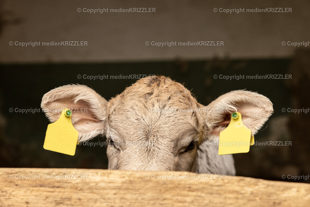 _J3A0438 | medienkrizzler - Realisiert mit Pictrs.com