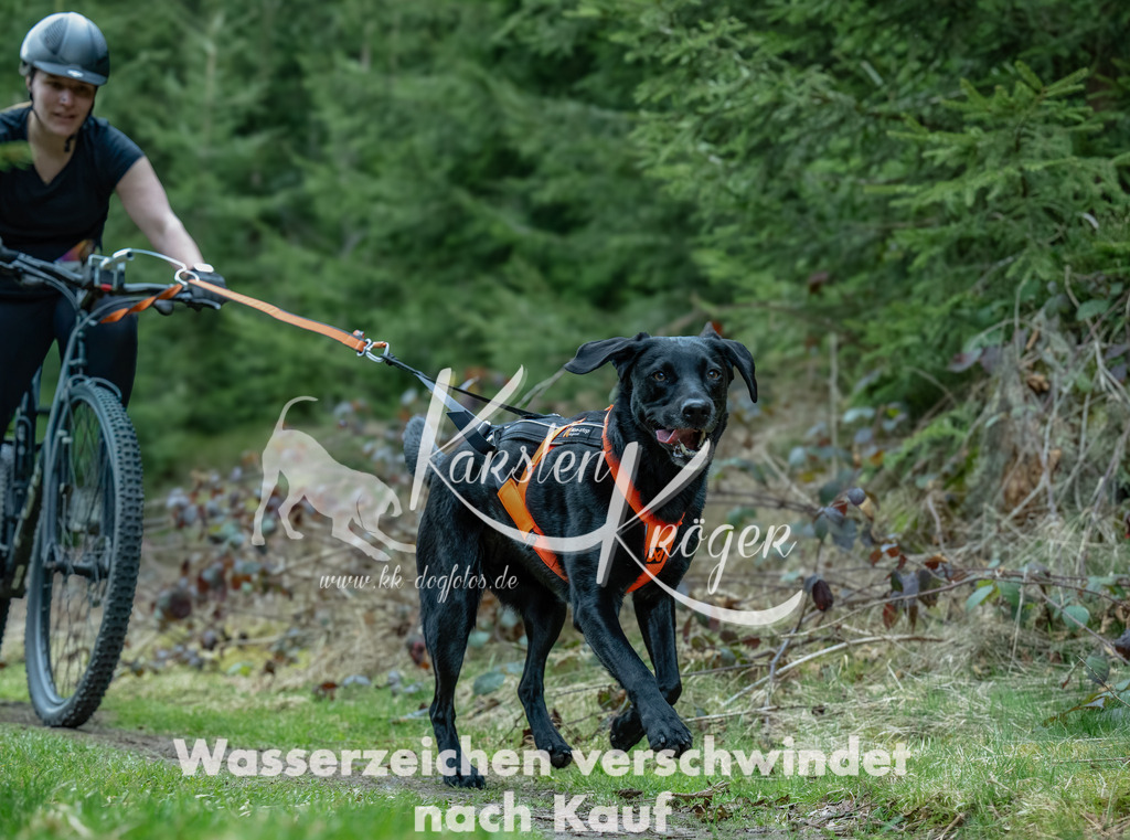 1309_ZZ93761-Bearbeitet | kk-dogfotos