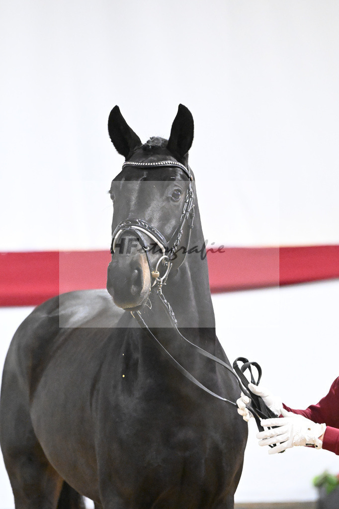 Kat-Nr. 51 v. Escamillo_Casper_63221316 | hf-fotografie - Realisiert mit Pictrs.com