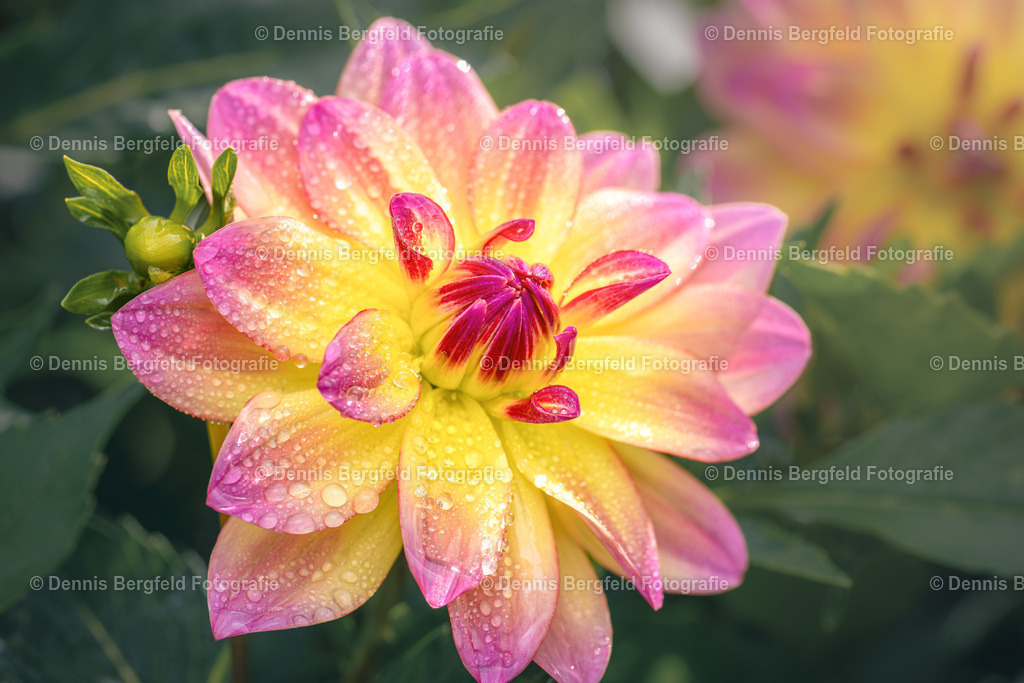 Flower 6 | Entdecken Sie Natur, Makro und Tierfotografie von Dennis Bergfeld.Besondere Momente und Details der Natur, hochwertig als Foto und Wandbild erhältlich. - Realisiert mit Pictrs.com