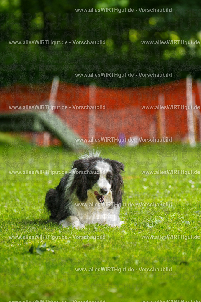@allesWIRTHgut_Tierfotografie - www.allesWIRTHgut.de - 093708-7R507387 | Professionelle Tierfotografie in Mönchengladbach von Daniel Wirth (allesWIRTHgut). Liebevolle & natürliche Bilder von Hunden & Katzen für unvergessliche Erinnerungen.