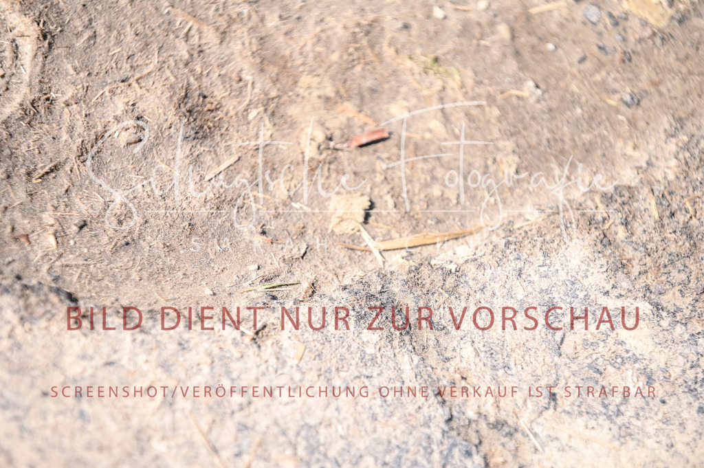 Schugtsche-Aluta25-58. Dressurprf.S1Kand.St.GeorgSpecial-314 | Schugtsche Fotografie - Realizzato con Pictrs.com