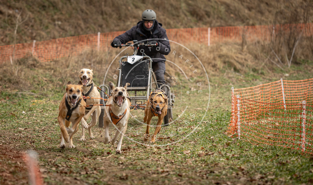 Pfotenfotografie_DV3A8099 | Hundefotografie, Tierfotograf, Pfotenfotografie, Fotoshooting Hund, Hunde Portrait, Hundesport, Hundeportraits, Heideshooting, Hunde, Sportfotograf, Hundefotograf, Turnierhundsport, THS,  - Realisiert mit Pictrs.com