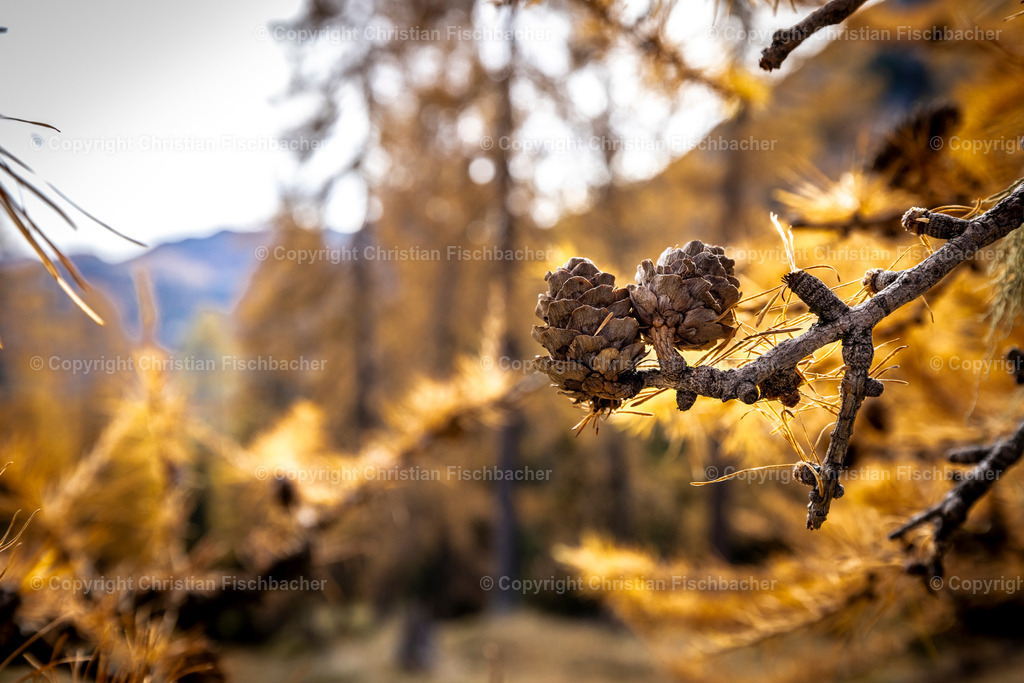 Fotos_Copyright_Chri_Fischbacher_Druck-514 | Bildershop Chri Fischbacher - Realisiert mit Pictrs.com