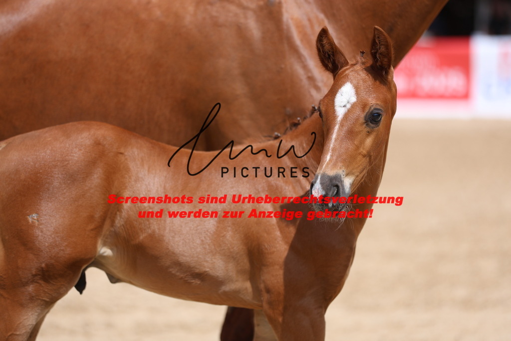 Fohlenschau_Schwäbisch_Hall_dressurbetonte_Fohlen_KN 18_11 | lmwpictures - Realisiert mit Pictrs.com