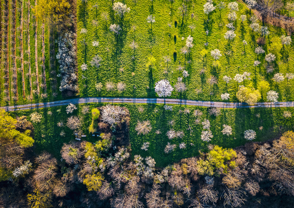 MPI_Landscape_0004 | Kirschblüten von Oben bei Bottenau - Realisiert mit Pictrs.com