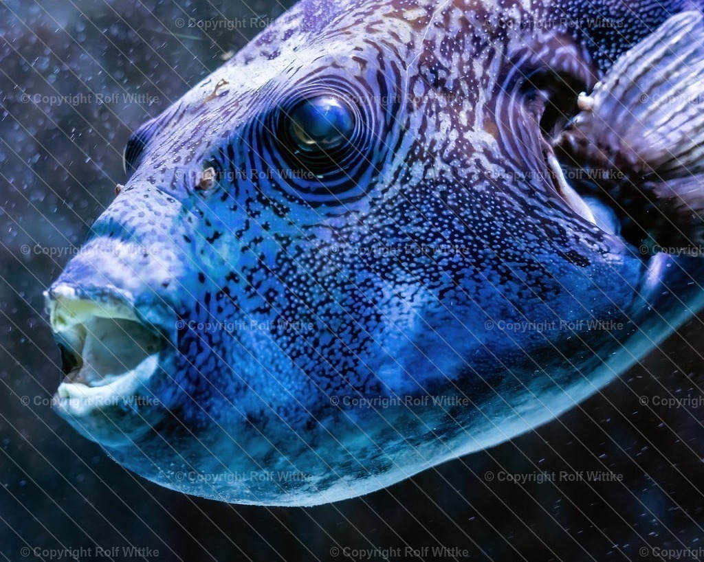 fisch3.3 | die Tiefsee Welt - Realisiert mit Pictrs.com
