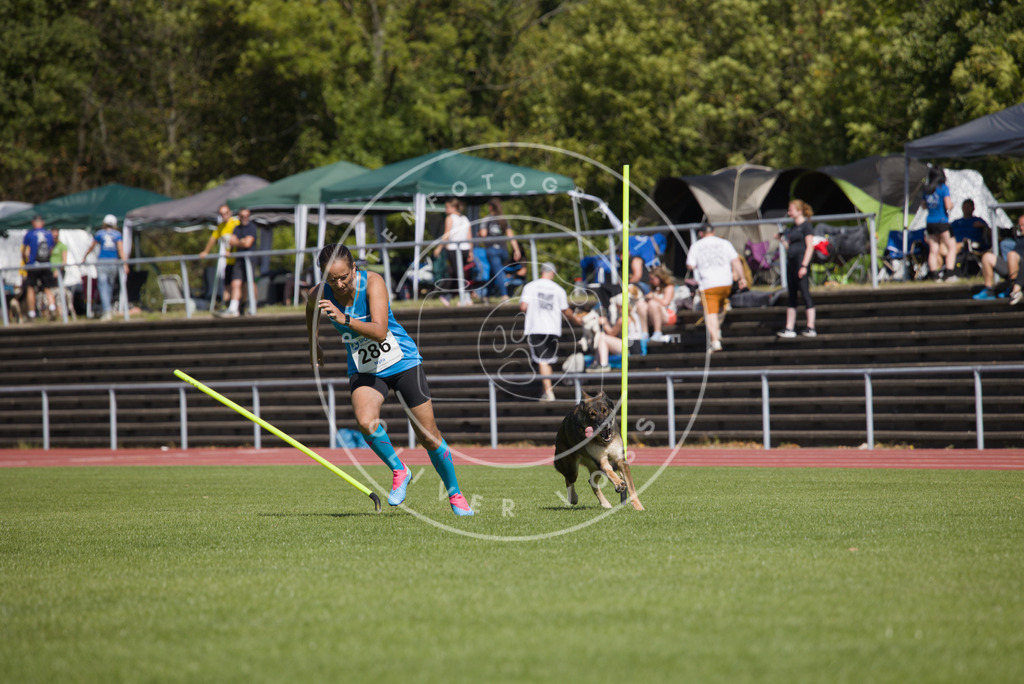 0L8A6921 | Hundefotografie, Tierfotograf, Pfotenfotografie, Fotoshooting Hund, Hunde Portrait, Hundesport, Hundeportraits, Heideshooting, Hunde, Sportfotograf, Hundefotograf, Turnierhundsport, THS,  - Realisiert mit Pictrs.com