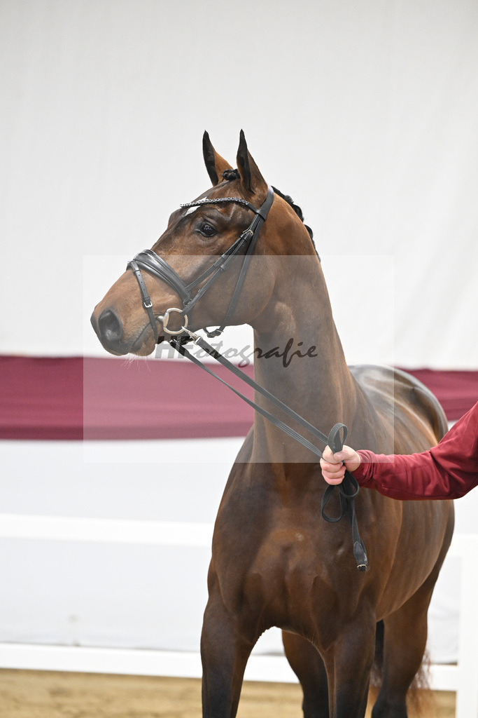 Kat-Nr. 3 Jasper x Carolus I_Klemens Zeil _47250048 | hf-fotografie - Realisiert mit Pictrs.com