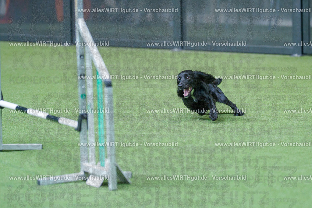 @allesWIRTHgut_Tierfotografie - www.allesWIRTHgut.de - 2604251555-7R506466 | Professionelle Tierfotografie in Mönchengladbach von Daniel Wirth (allesWIRTHgut). Liebevolle & natürliche Bilder von Hunden & Katzen für unvergessliche Erinnerungen.