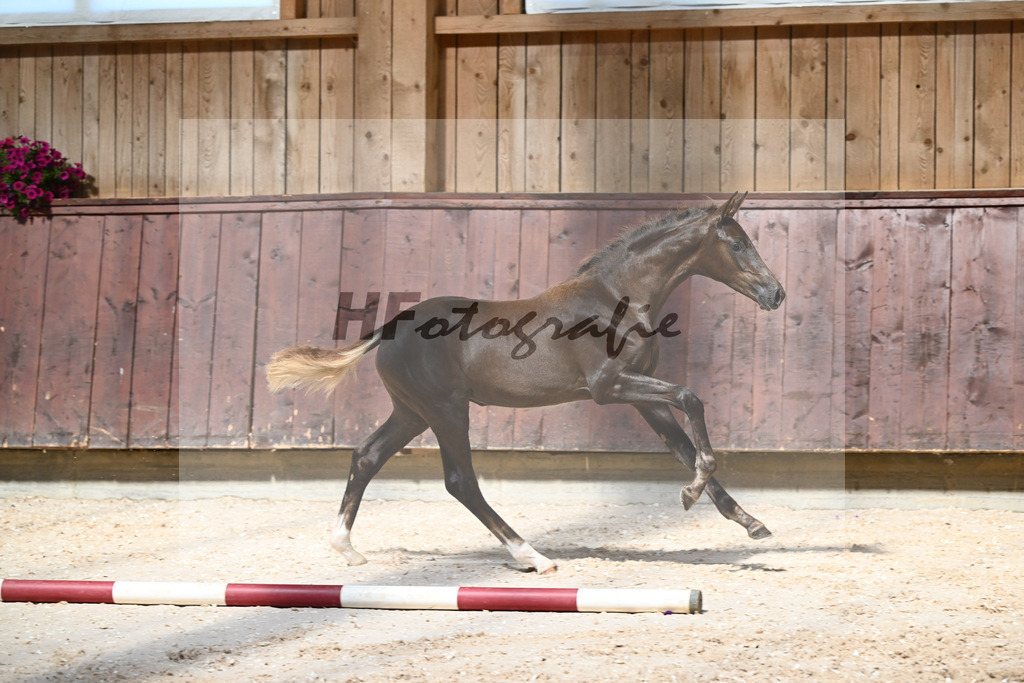 Kat-Nr. 5 SF Bon Esprit x Millennium_Gebler_32240087 | hf-fotografie - Realisiert mit Pictrs.com