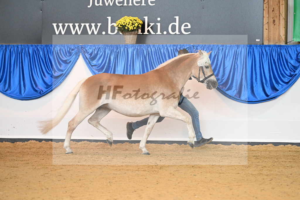 Kat-Nr. 265 Aurora_Stange_54223164 | hf-fotografie - Realisiert mit Pictrs.com