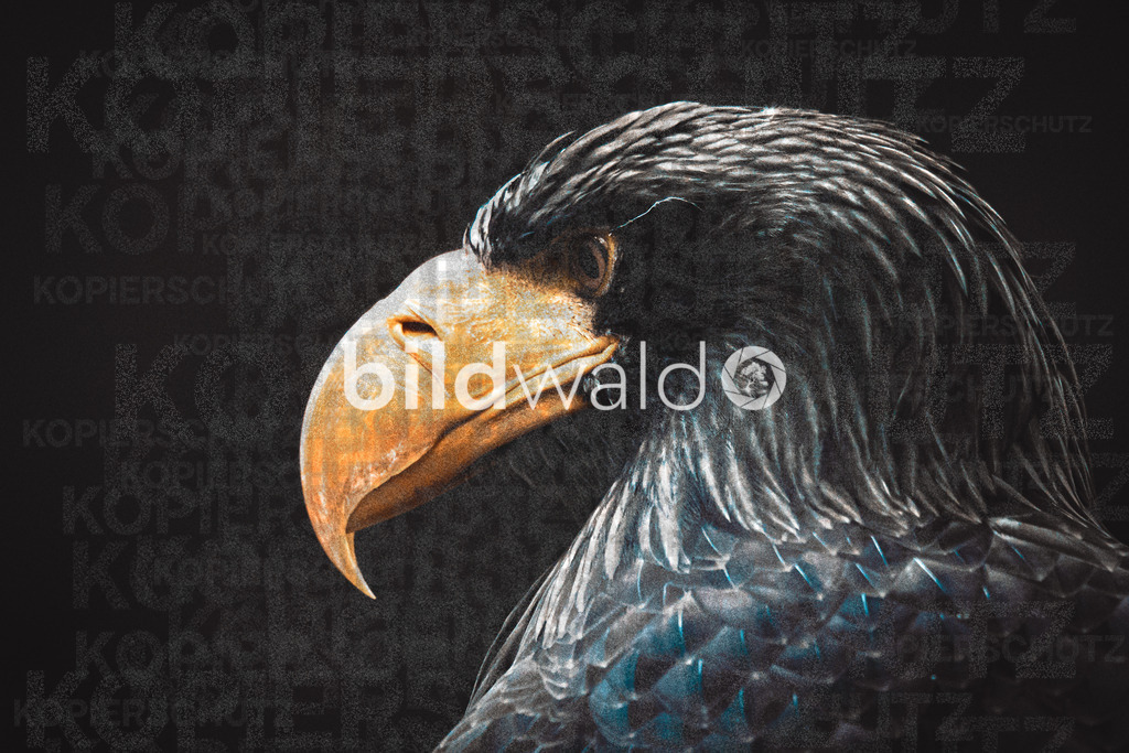 _A7_8118 | BILDWALD - eine Auswahl an Bildern von Thomas Perrotton zum bestellen und genießen. Alle Bilder von Thomas Perrotton - Alle Bilder mit einer SONY Kamera gemacht - SONY TAMRON SIGMA PHOTOSHOP LIGHTROOM BILDWALD Online kaufen Bilderwald Wandbilder - Realisiert mit Pictrs.com