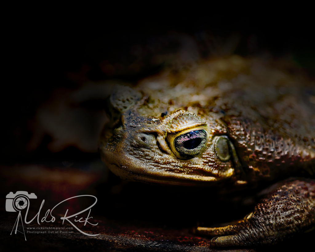 Kröte | Entdecken Sie Fotografie aus Leidenschaft: Auftragsfotografie, HD-Fotos, Geschenkartikel aus Ihren Bildern und vieles mehr. Beauftragen Sie uns für besondere Momente!