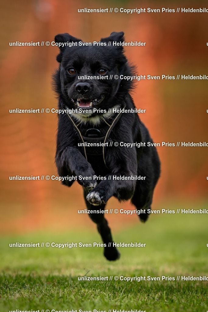 Sven Pries | 2024-09-22 - Hunderennen Baden-BadenPudelverein - Realisiert mit Pictrs.com