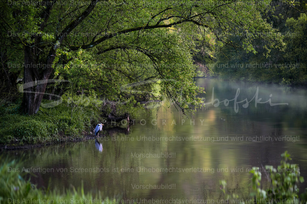 Wandbild Reiher am Morgen | People- und Tierfotografie, Imageaufnahmen, Veranstaltungsfotografie und Wandbilder aus der Natur ★ Made in Germany ✔️ Druck + Downloads ✔️ Naturfotografie in Top Qualität ★ schneller Versand, weltweite Lieferung! - Realisiert mit Pictrs.com
