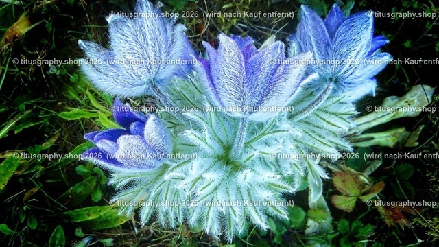 titusgraphy_IMG_20170409_084655-hdh-ln_pe_pe-06 | titusgraphy-shop: Geschenkideen mit Qualitätsfotos. titusgraphy-shop: gift ideas with quality photos. titusgraphy-shop: idées cadeaux avec photos de qualité.  - Realisiert mit Pictrs.com