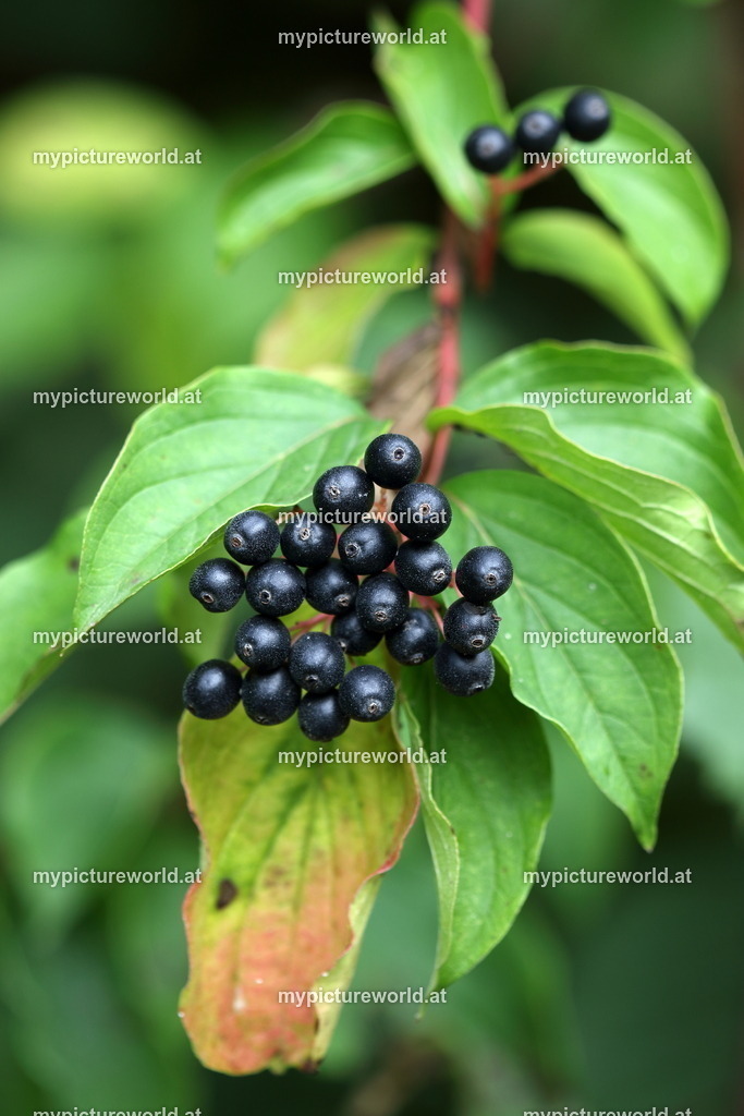 Roter Hartriegel-006 | Das Bilderarchiv über Tiere, Planzen und Landschaften. In der Bilddatenbank finden Sie ein große Auswahl an hochwertigen Bilder für Ihre Werbung - Realisiert mit Pictrs.com