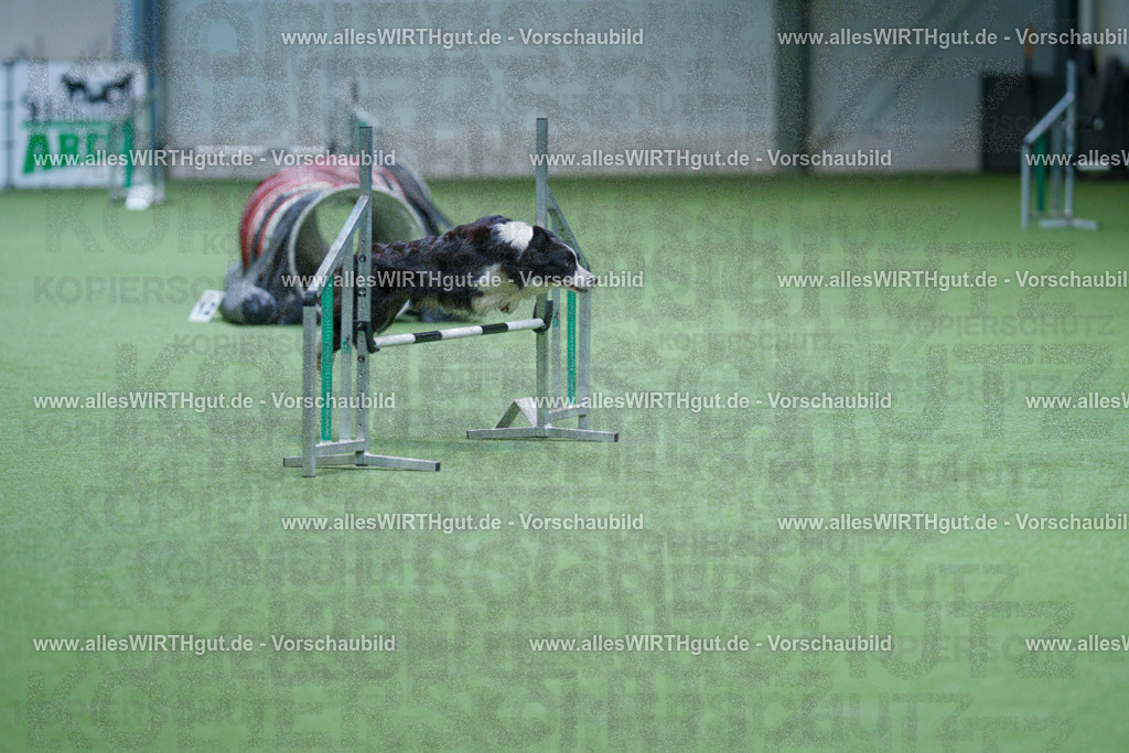 @allesWIRTHgut_Tierfotografie - www.allesWIRTHgut.de - 2604251119-7R500203 | Professionelle Tierfotografie in Mönchengladbach von Daniel Wirth (allesWIRTHgut). Liebevolle & natürliche Bilder von Hunden & Katzen für unvergessliche Erinnerungen.