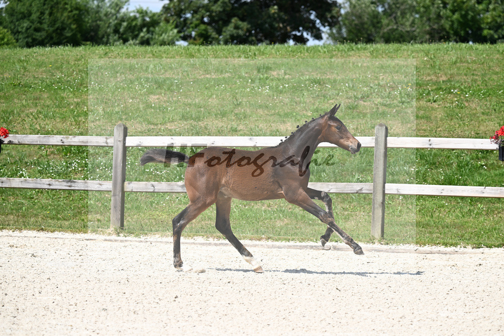 Kat-Nr. 7 St. Emilion x Va Bene_SF_Vierl_15250233 | hf-fotografie - Realisiert mit Pictrs.com