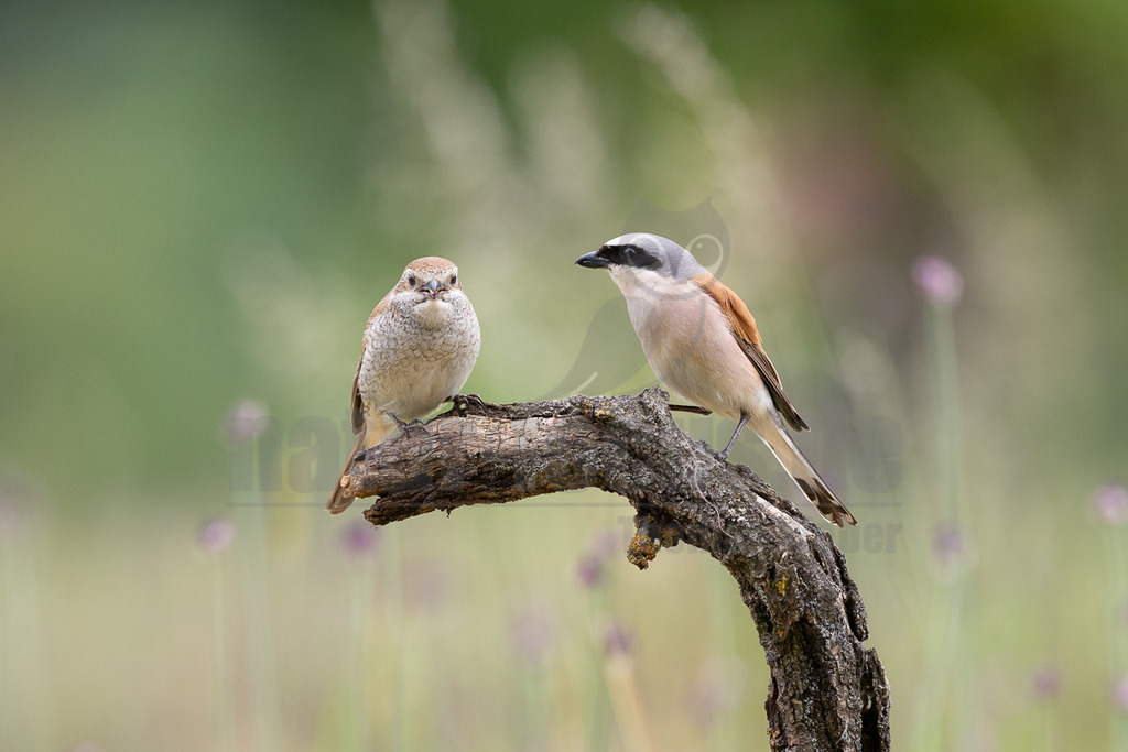 R6NF4557_20240530 | Obwohl der Neuntöter kaum größer ist als ein Spatz, gehören große Libellen, kleine Mäuse und Jungvögel zu seinen Beutetieren. Von einem Aussichtspunkt aus beobachtet er den Boden im nahen Umkreis. Wenn er eine Maus entdeckt hat, stürzt er sich auf sie und tötet sie mit seinem spitzen Schnabel, ähnlich wie ein großer Raubvogel. Insekten fängt der Neuntöter im Flug.  - Realisiert mit Pictrs.com