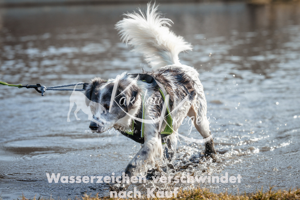 1121_ZZ93854 | kk-dogfotos
