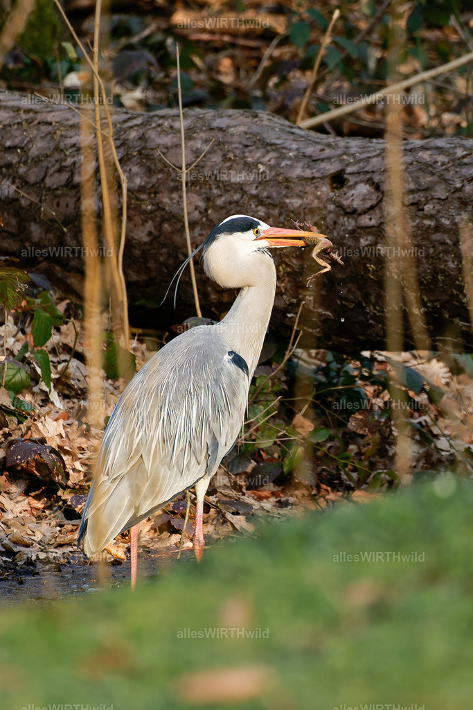 Daniel Wirth - www.allesWIRTHwild.de -7IV09204-2-ARW_DxO | Entdecke die faszinierende Welt der Natur- und Wildlife-Fotografie von Daniel und Bärbel. Inspirierende Bilder von wilden Tieren und kleinen Naturwundern.