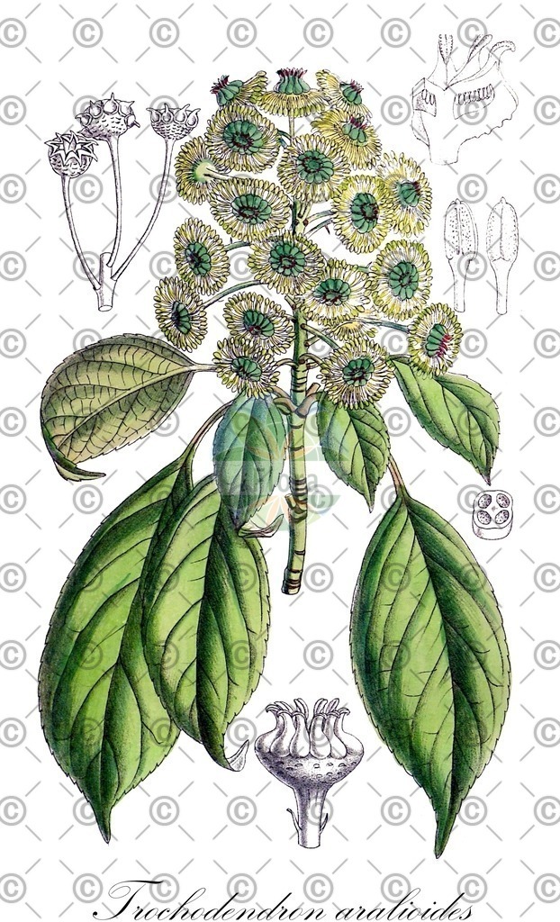 HistAbb_wfo-0001100984_1_ENZY_Simple | Historische Abbildung von Trochodendron aralioides - Trochodendraceae | Historical Illustration of Trochodendron aralioides - Trochodendraceae