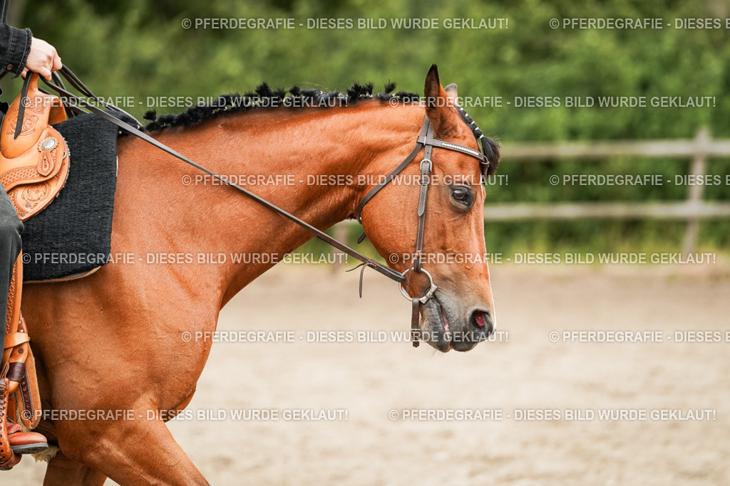 DSC08283 | Pferdegrafie