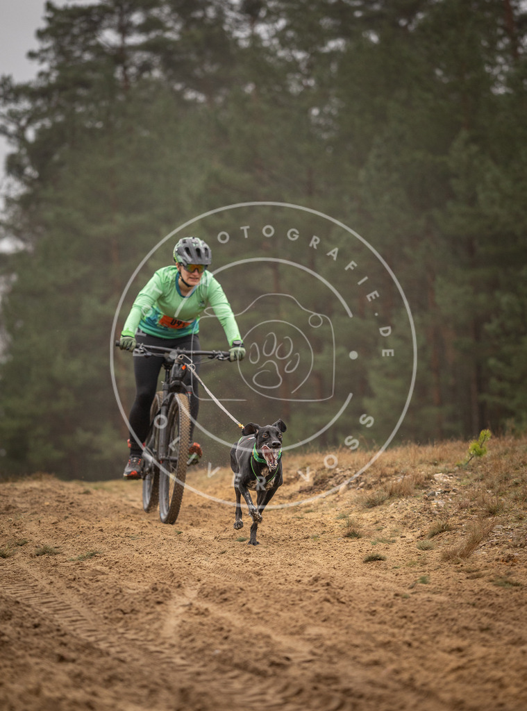 Pfotenfotografie_DV3A2952 | Hundefotografie, Tierfotograf, Pfotenfotografie, Fotoshooting Hund, Hunde Portrait, Hundesport, Hundeportraits, Heideshooting, Hunde, Sportfotograf, Hundefotograf, Turnierhundsport, THS,  - Realisiert mit Pictrs.com