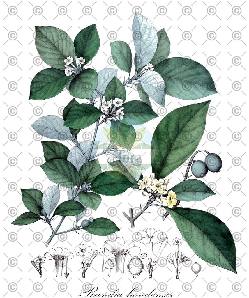 HistAbb_EMP_96357_SRC_Schlechtendal_FLORAD_SIMPLE | Historische Abbildung von Randia hondensis - Rubiaceae | Historical Illustration of Randia hondensis - Rubiaceae