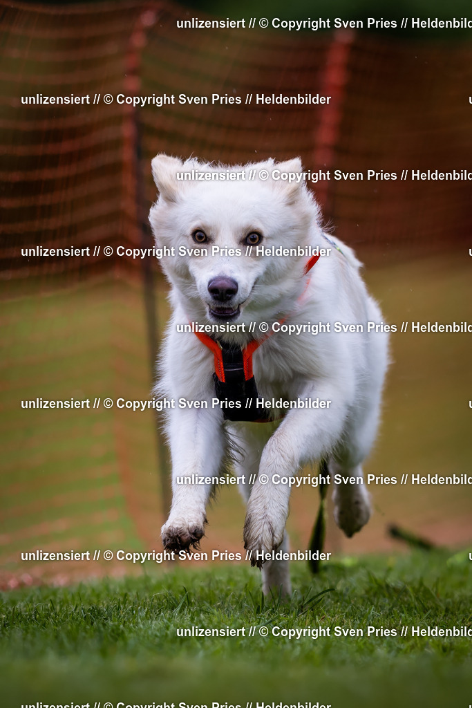 Sven Pries | 2024-04-21 - Hunderennen Baden-Oos
Foto: Sven Pries - Realisiert mit Pictrs.com