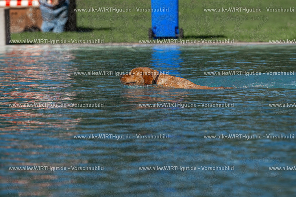 Hundeschwimmen_Volksbad_2026-allesWIRTHgut_Tierfotografie-2609061104-FAY06120 | Professionelle Tierfotografie in Mönchengladbach von Daniel Wirth (allesWIRTHgut). Liebevolle & natürliche Bilder von Hunden & Katzen für unvergessliche Erinnerungen.