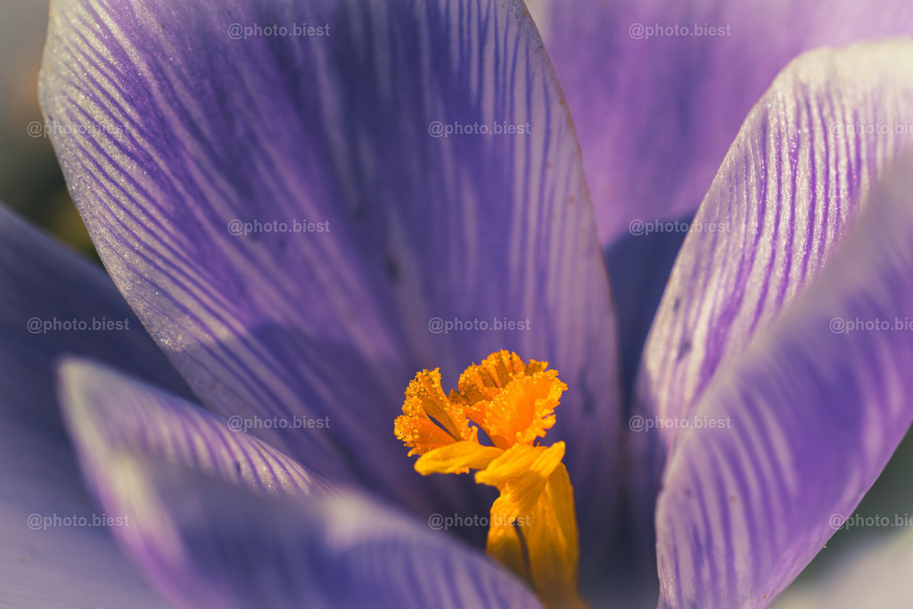 Gestreifter Krokus | Eine Makroaufnahme einer lilafarbenen Krokusblüte. - Realisiert mit Pictrs.com