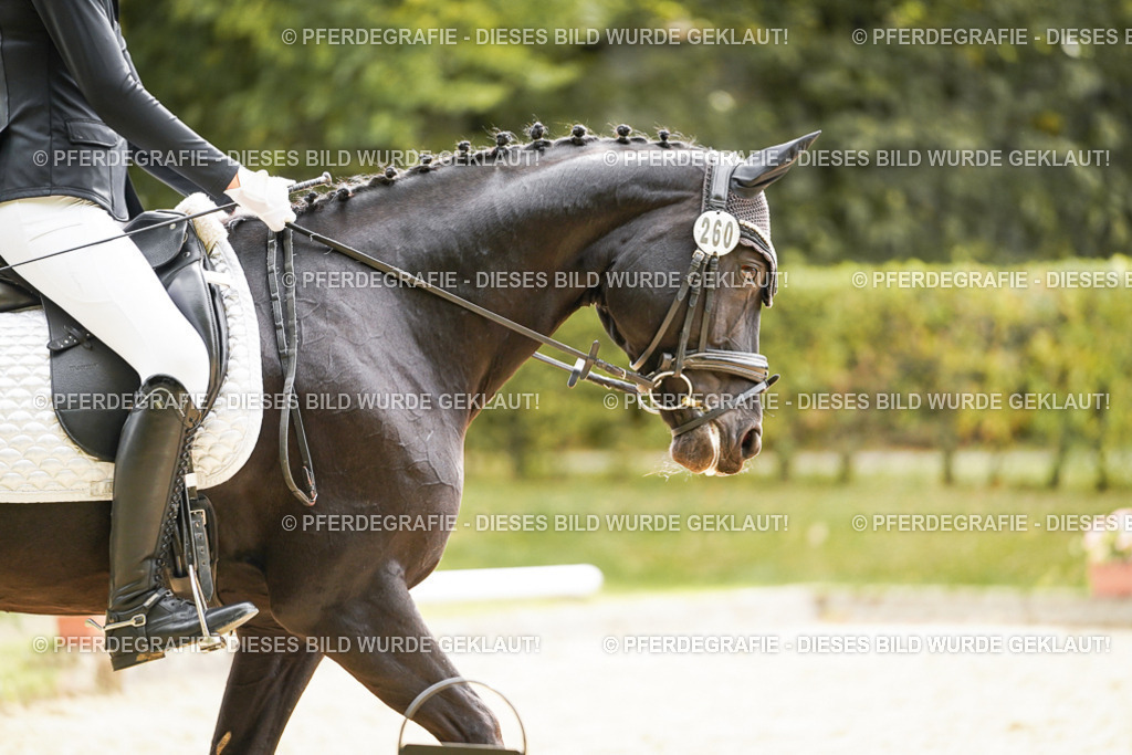 DSC02041 | Pferdegrafie