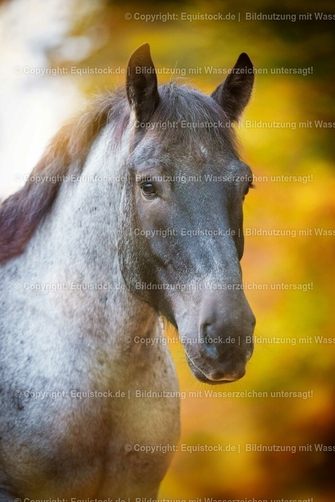 20151014_TOMsPiC_0298 | equistock