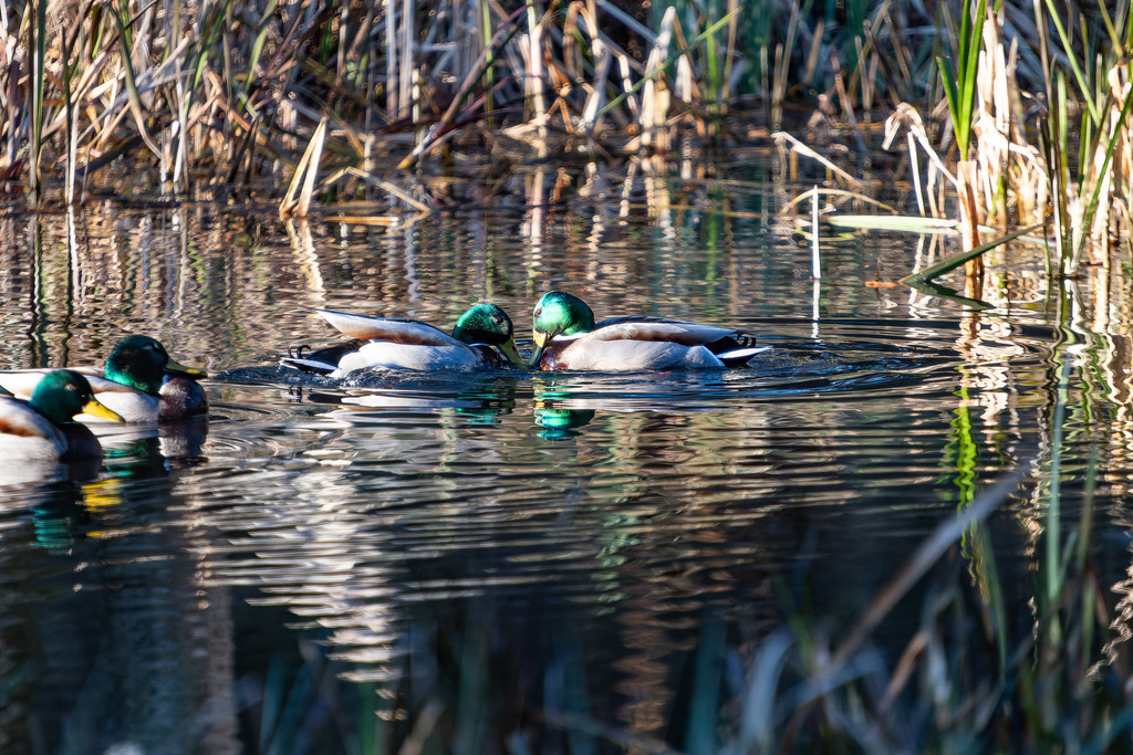 Meine Herren! | Stockerpel - Realisiert mit Pictrs.com