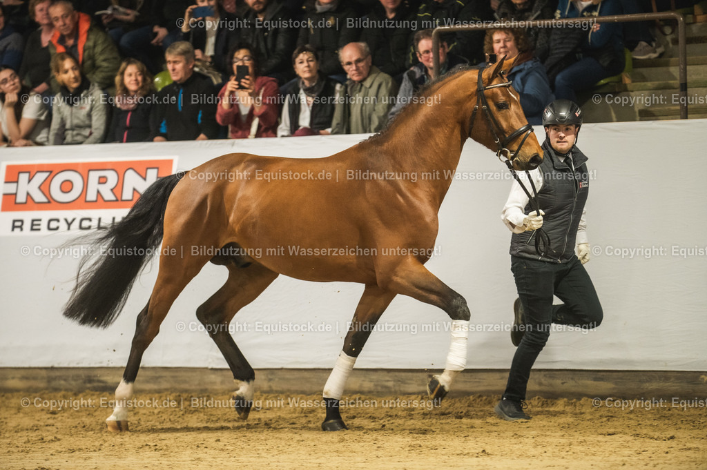 20240302_Hengstvorstellung_Marbach_TOMsPiC_0266 | equistock