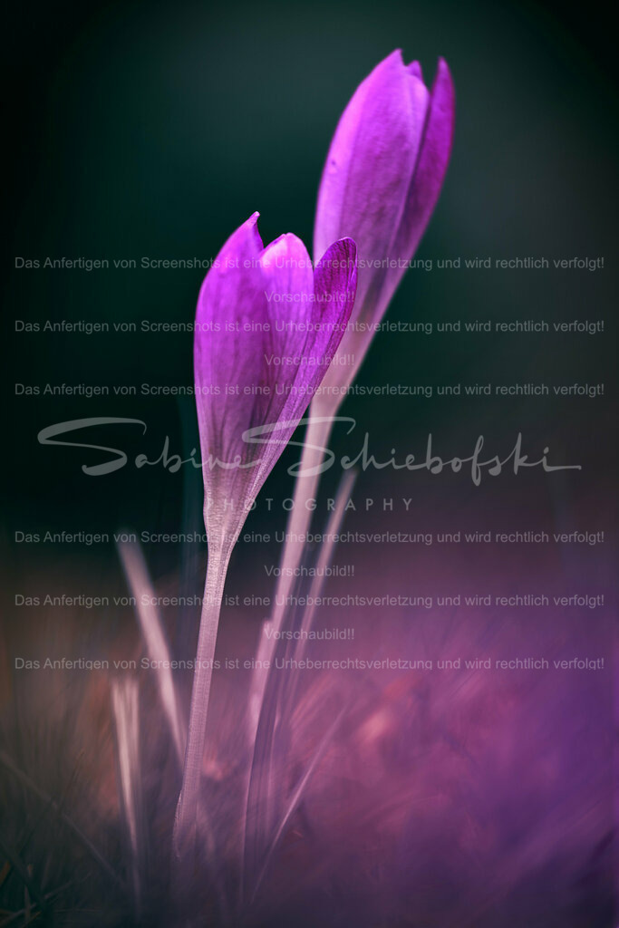 Wandbild Krokus "Zusammen" | People- und Tierfotografie, Imageaufnahmen, Veranstaltungsfotografie und Wandbilder aus der Natur ★ Made in Germany ✔️ Druck + Downloads ✔️ Naturfotografie in Top Qualität ★ schneller Versand, weltweite Lieferung! - Realisiert mit Pictrs.com