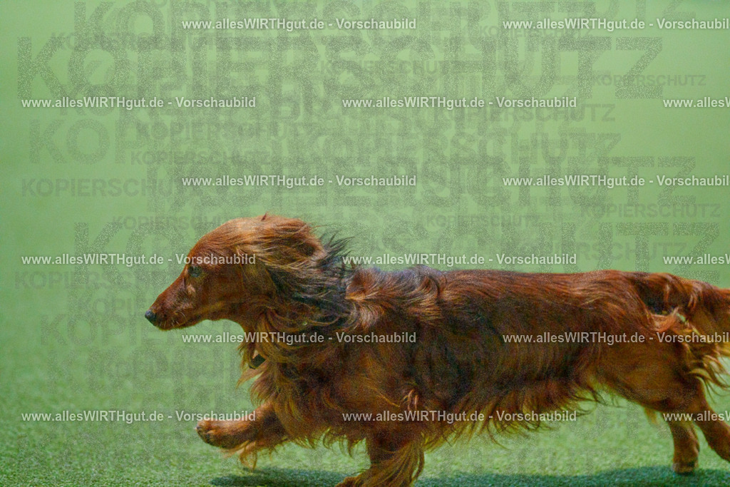 7R503673 | Professionelle Tierfotografie in Mönchengladbach von Daniel Wirth (allesWIRTHgut). Liebevolle & natürliche Bilder von Hunden & Katzen für unvergessliche Erinnerungen.