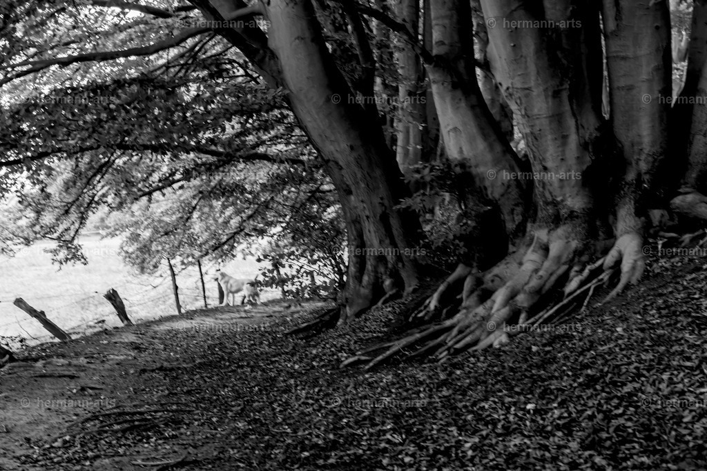 Trees_fine_Art_0002 | Photo Foto Kunst Art schwarzweiss Bilder Rheine Münster Berlin Blumen 